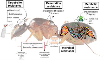 Frontiers | Insights Into Insecticide-resistance Mechanisms In Invasive ...